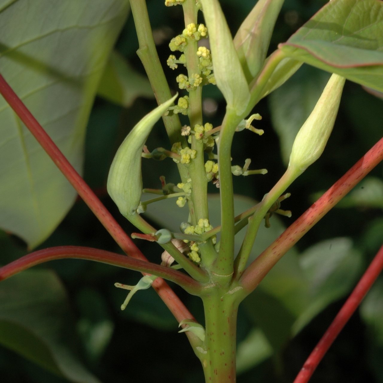 Euphorbiaceae Homalanthus nutans