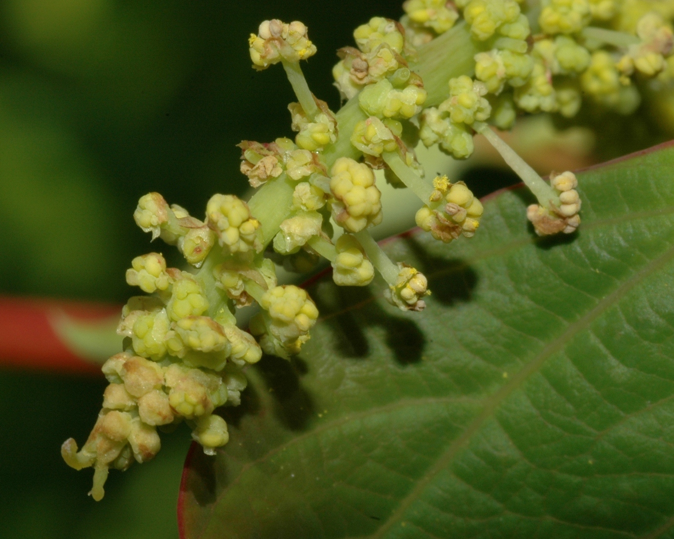 Euphorbiaceae Homalanthus nutans