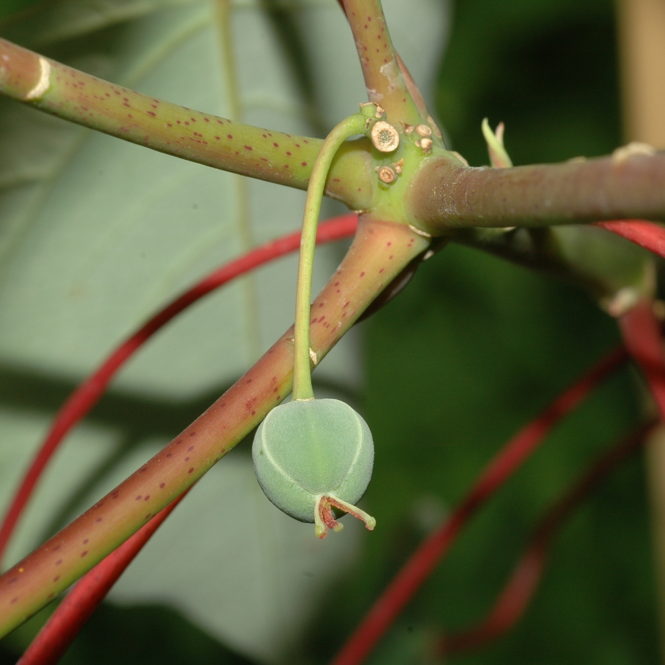 Euphorbiaceae Homalanthus nutans