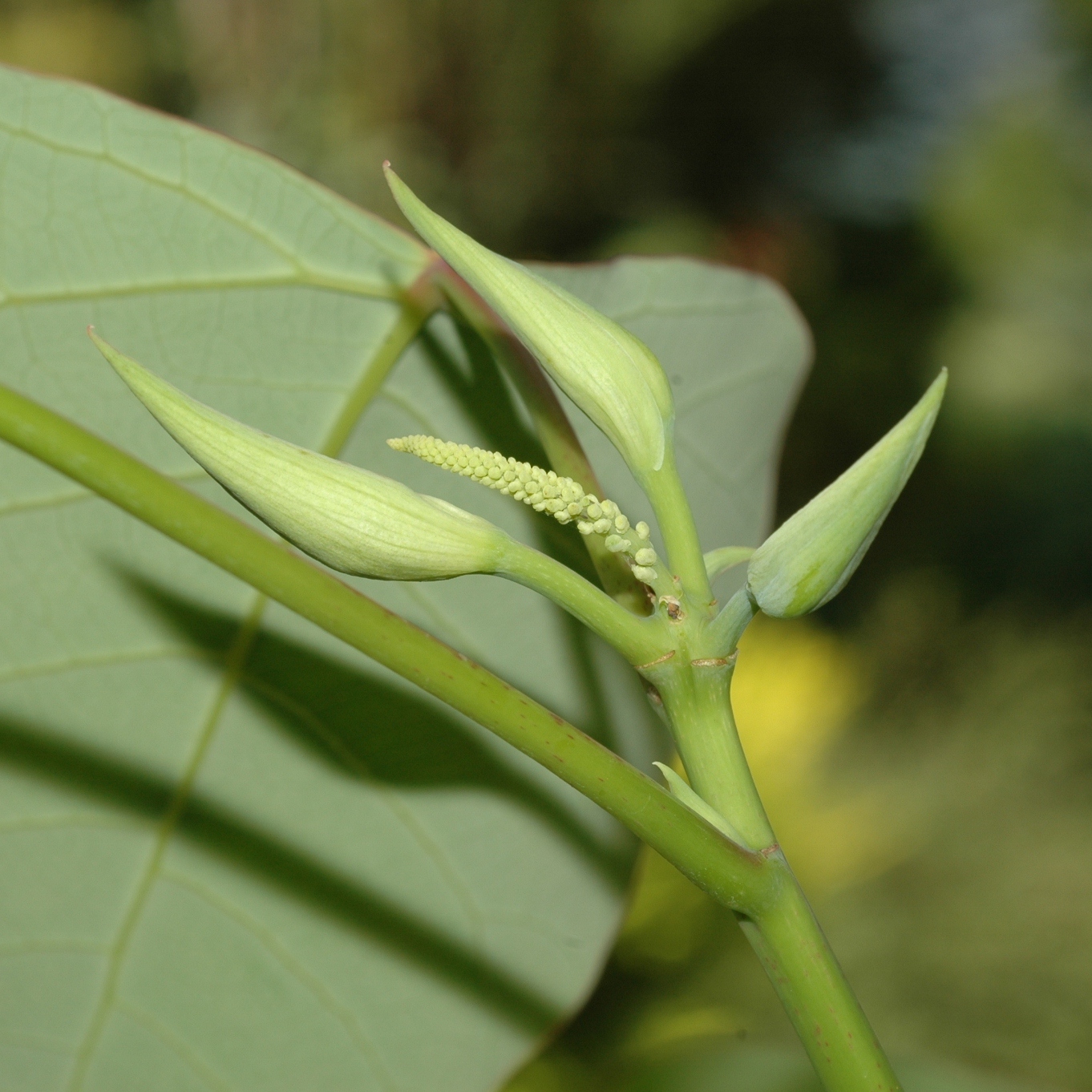 Euphorbiaceae Homalanthus nutans