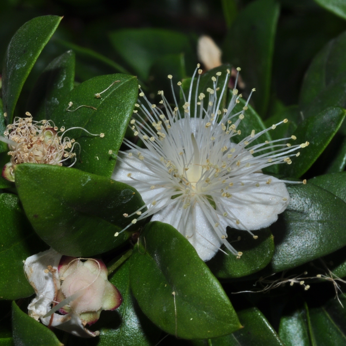 Myrtaceae Myrtus communis