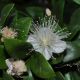 image of Myrtus communis