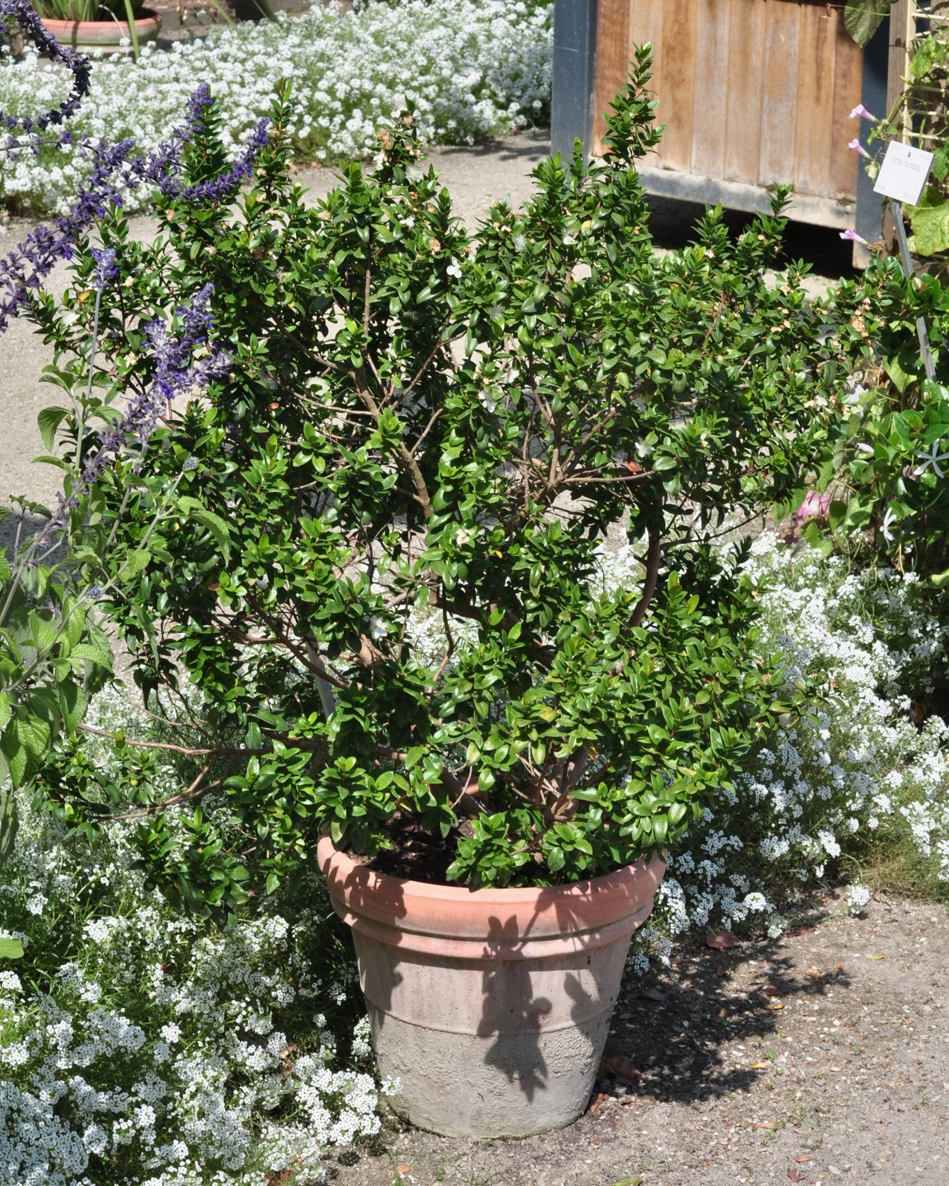 Myrtaceae Myrtus communis