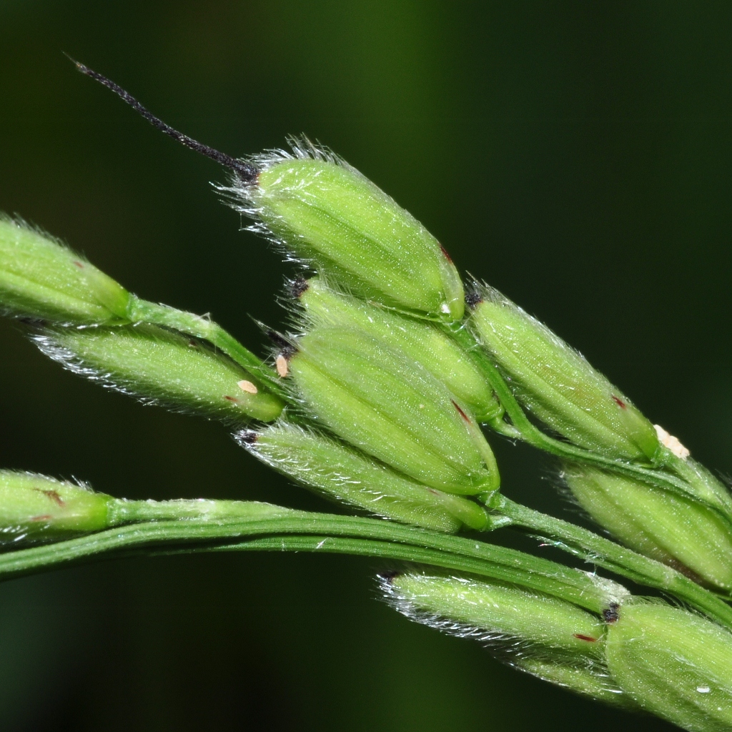 Poaceae Oryza sativa