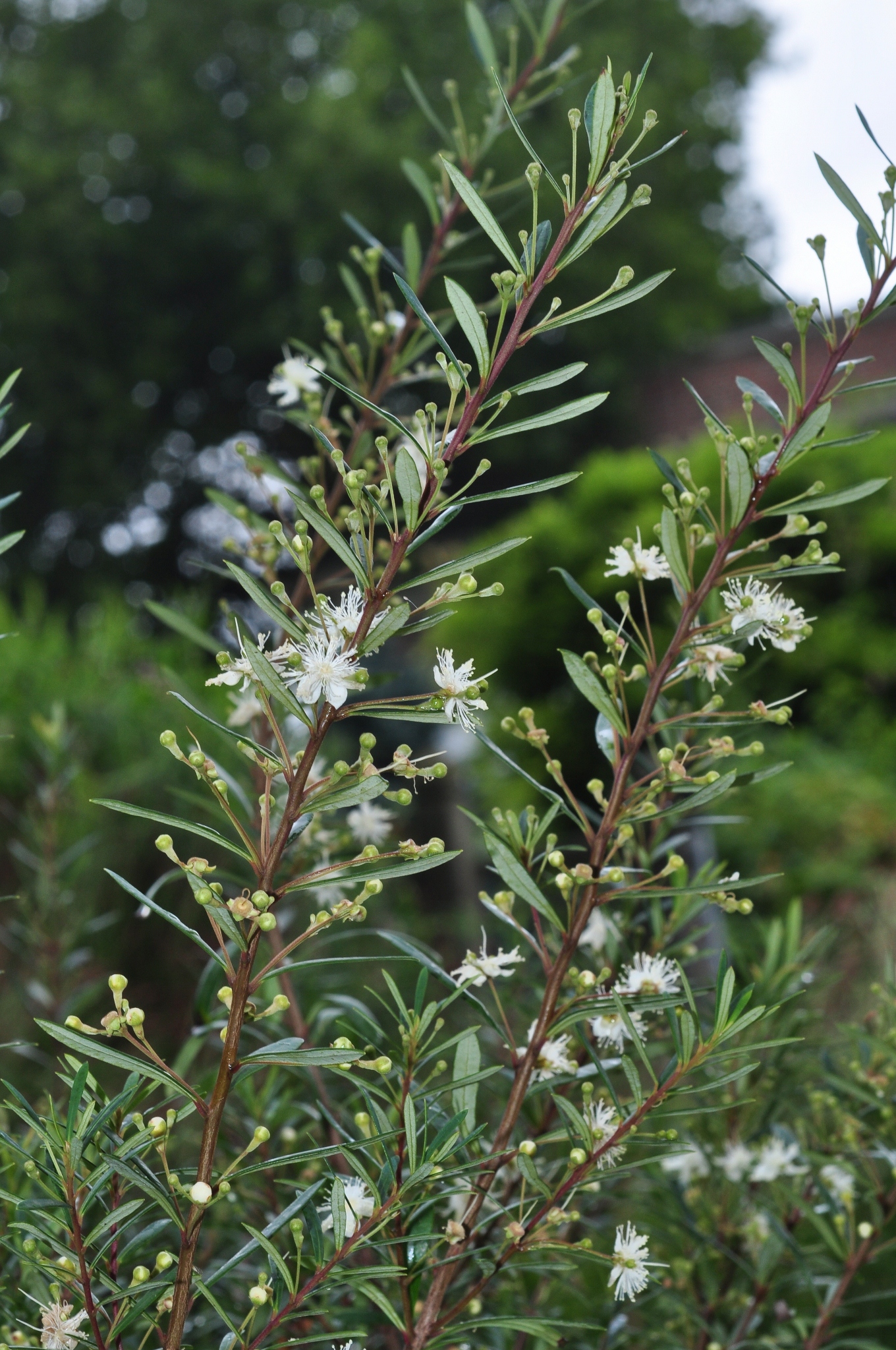 Myrtaceae Myrceugenia pyrifolia