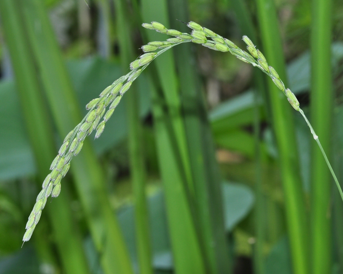 Poaceae Oryza sativa