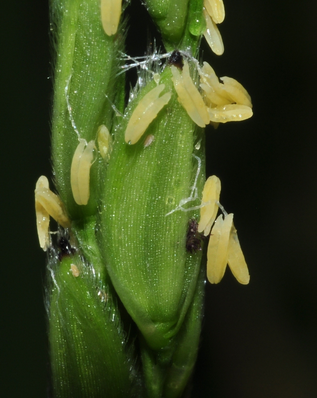 Poaceae Oryza sativa