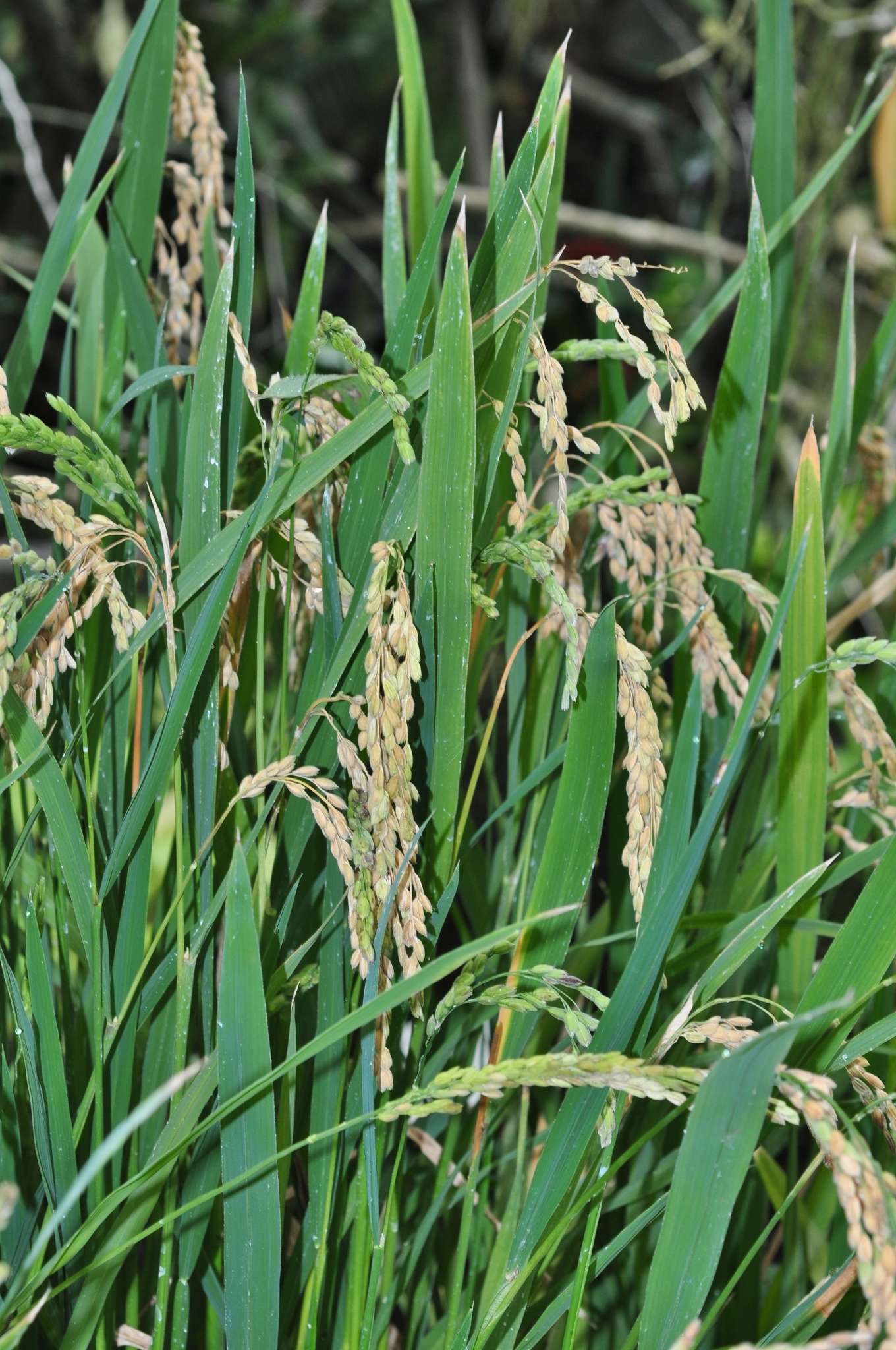 Poaceae Oryza sativa