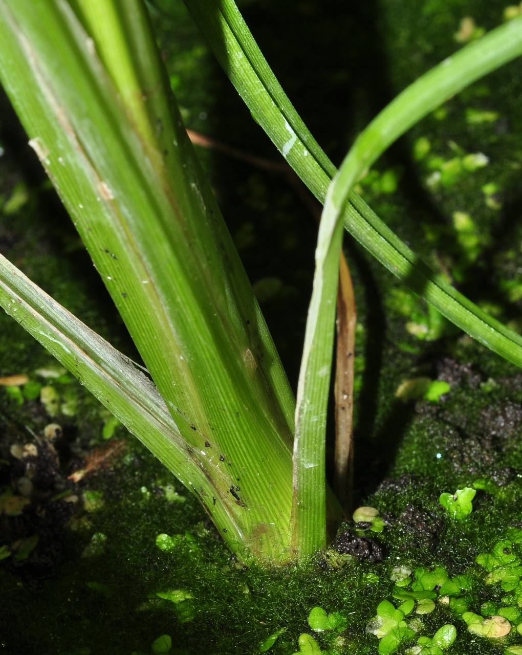 Poaceae Oryza sativa