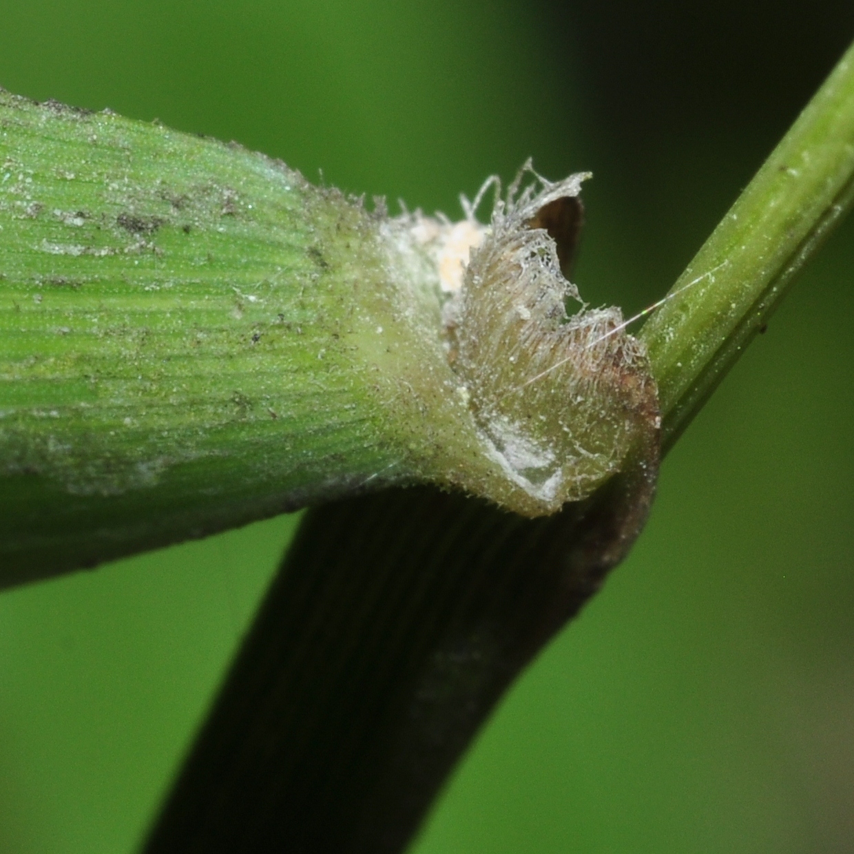 Poaceae Oryza sativa