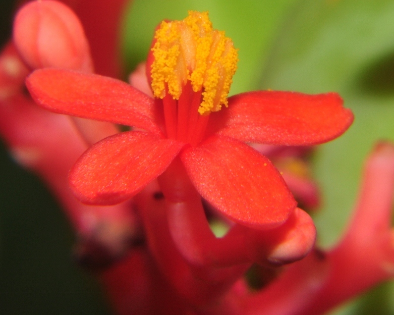 Euphorbiaceae Jatropha podagria