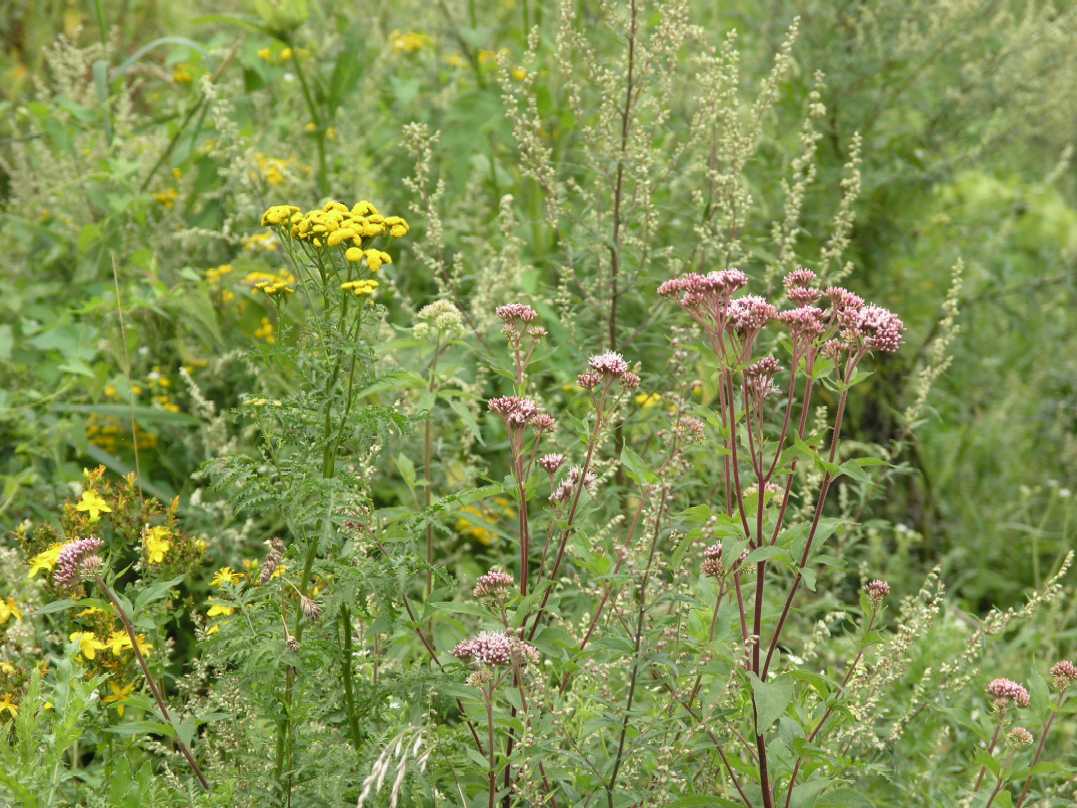 Asteraceae Eupatorium cannabinum