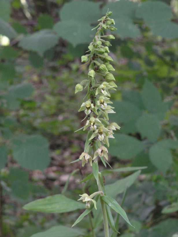 Orchidaceae Epipactis helleborine