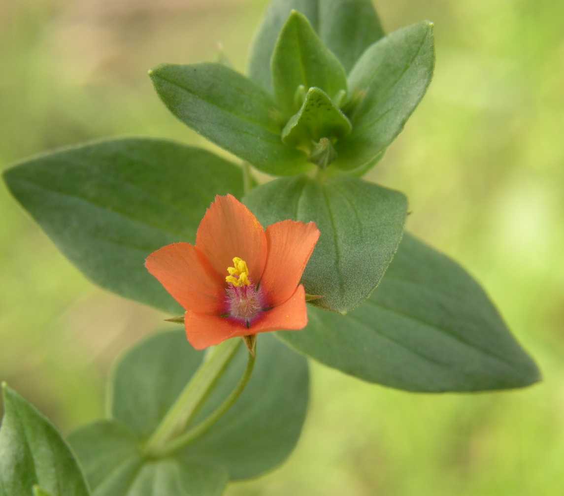 Primulaceae Anagallis arvensis