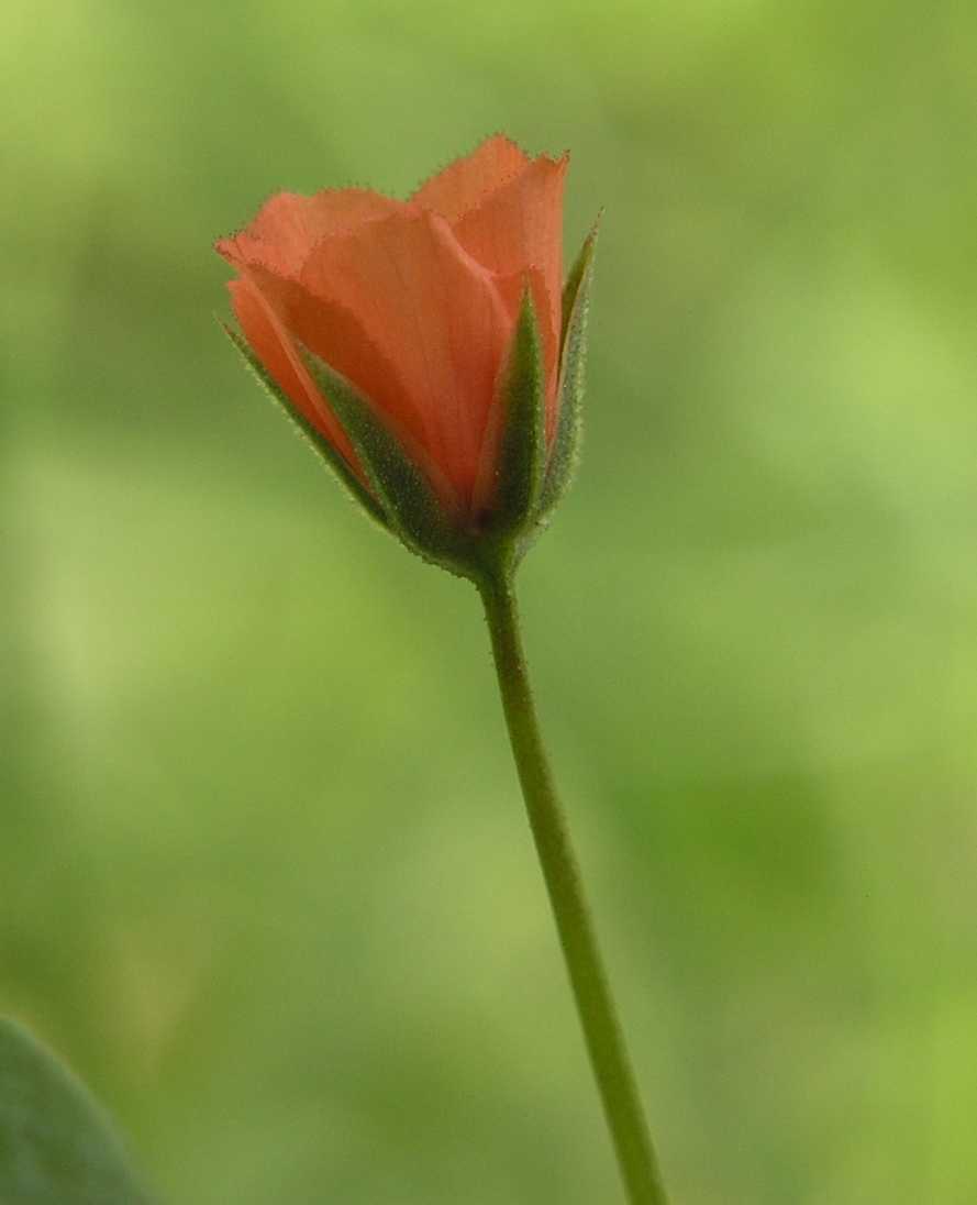 Primulaceae Anagallis arvensis
