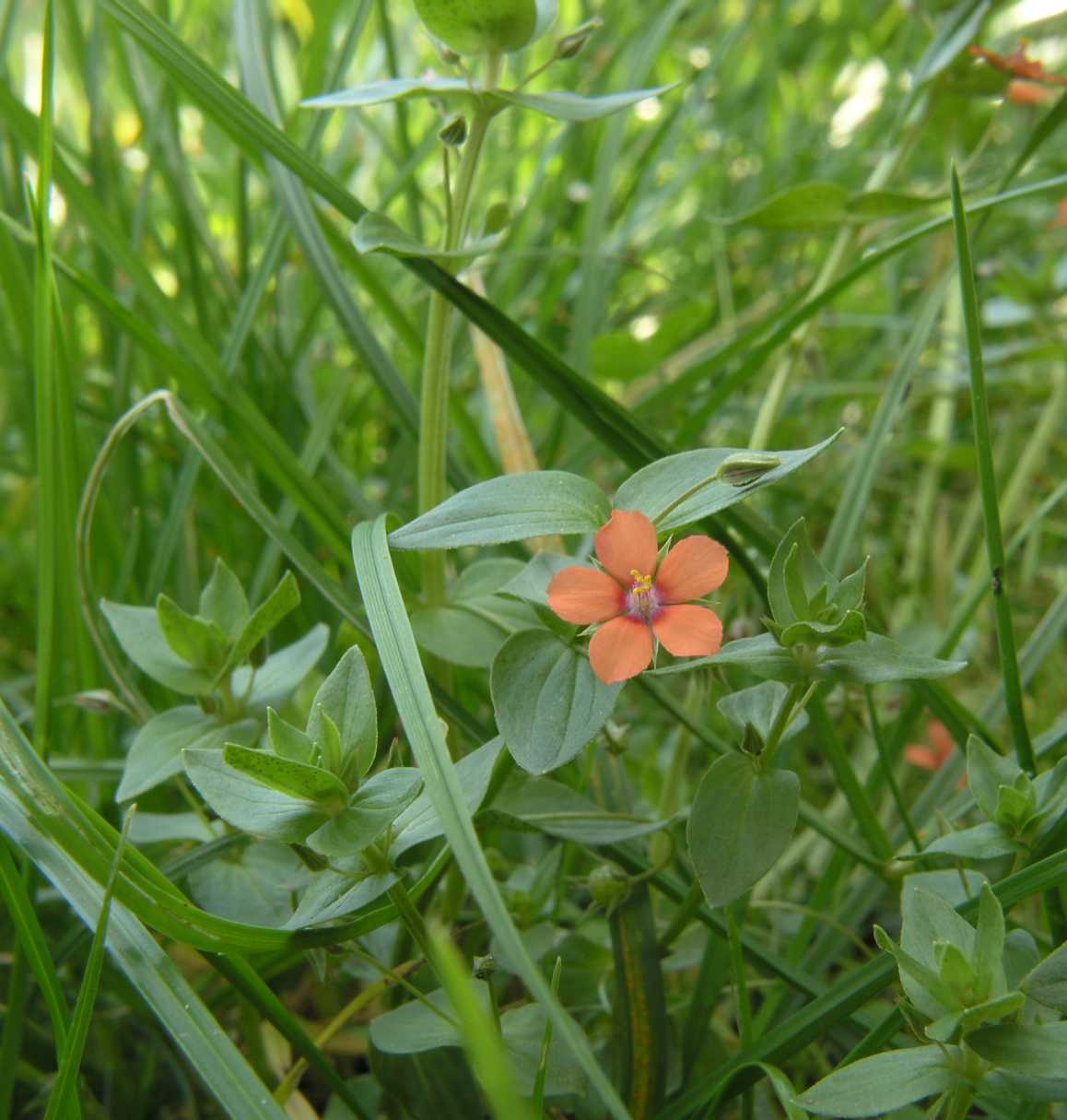 Primulaceae Anagallis arvensis