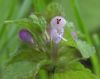 image of Lamium purpureum