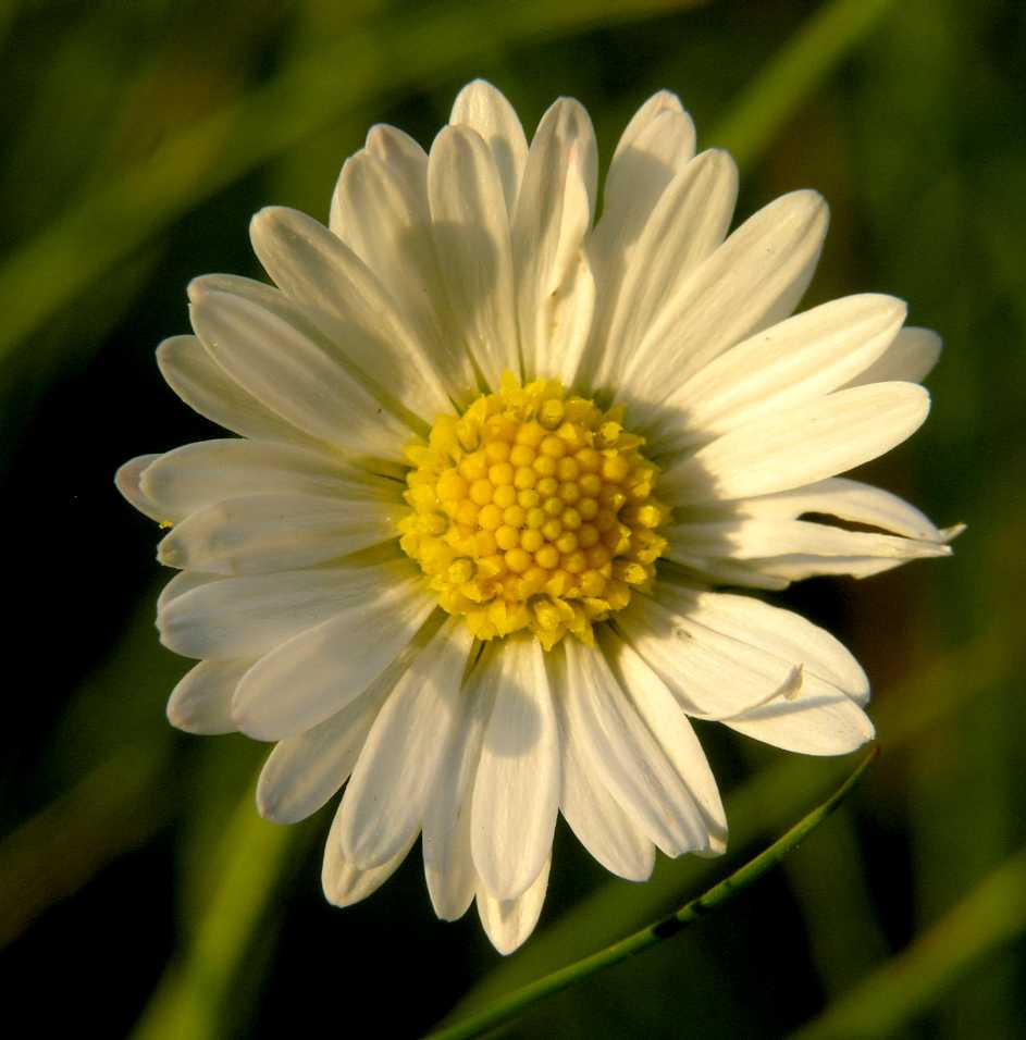 Asteraceae Bellis perennis