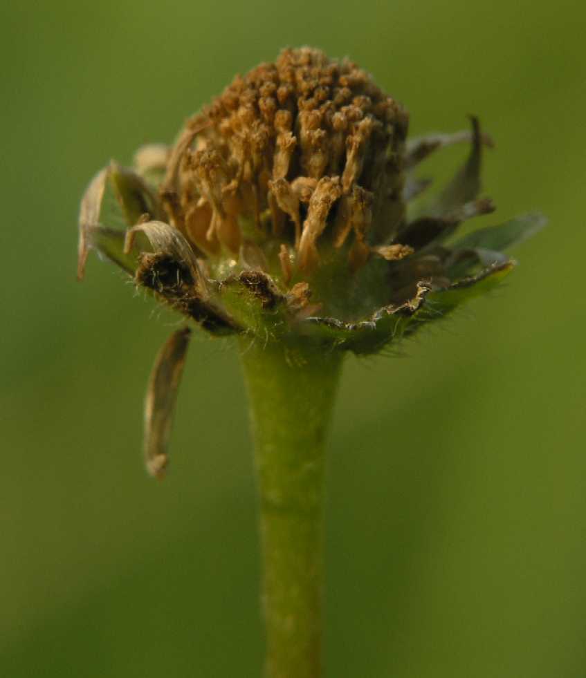 Asteraceae Bellis perennis