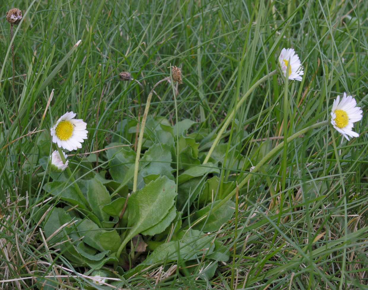 Asteraceae Bellis perennis