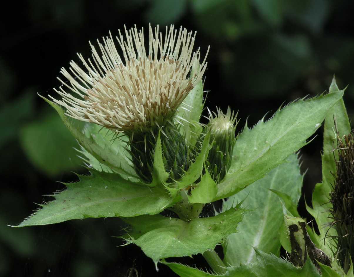 Asteraceae Cirsium oleraceum