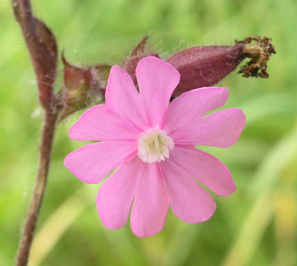 Caryophyllaceae Melandrium dioicum