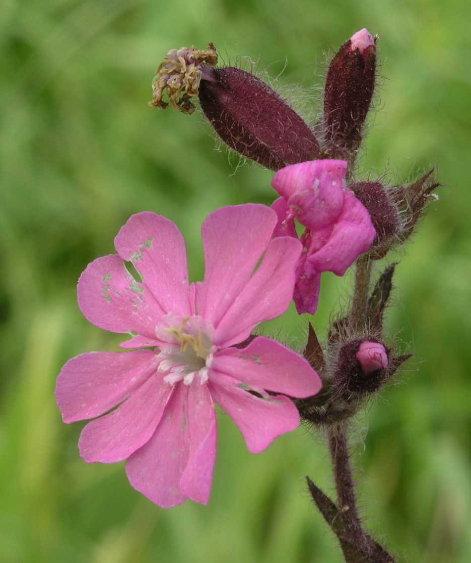 Caryophyllaceae Melandrium dioicum