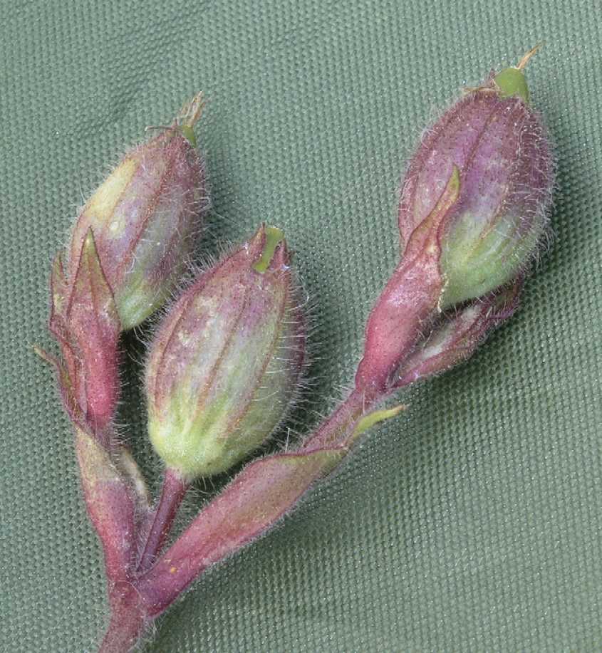 Caryophyllaceae Melandrium dioicum