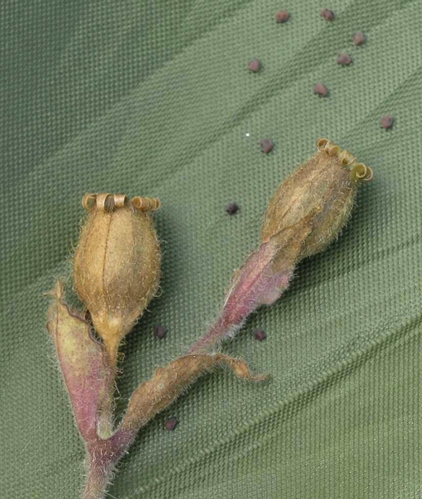 Caryophyllaceae Melandrium dioicum