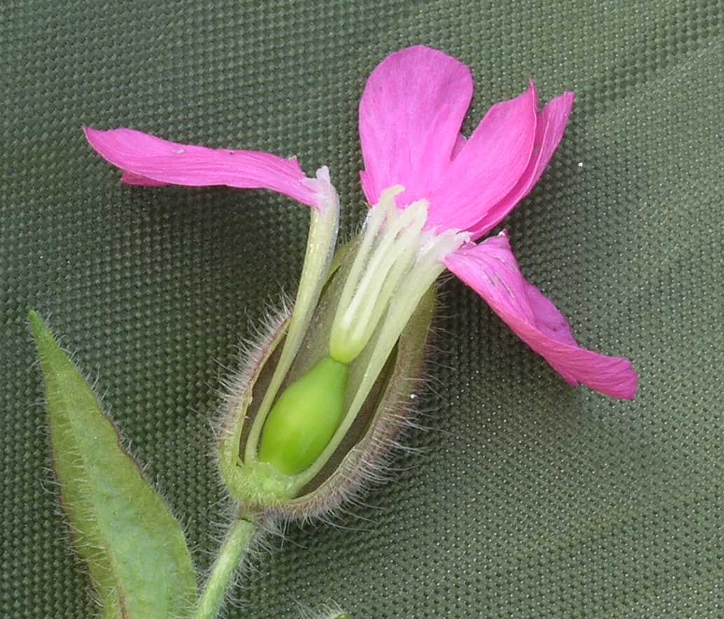 Caryophyllaceae Melandrium dioicum