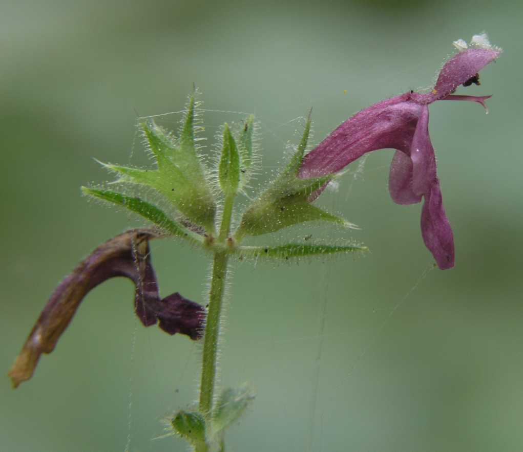 Lamiaceae Stachys sylvatica