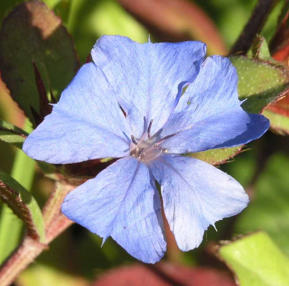 Plumbaginaceae Ceratostigma plumbaginoides