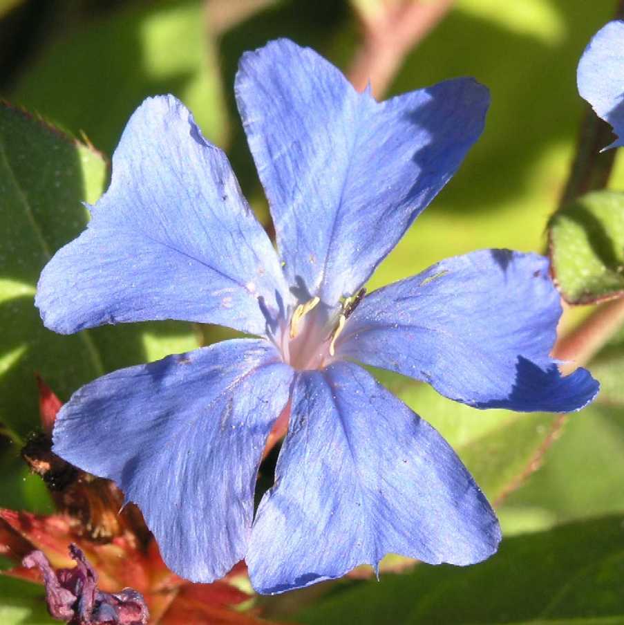 Plumbaginaceae Ceratostigma plumbaginoides