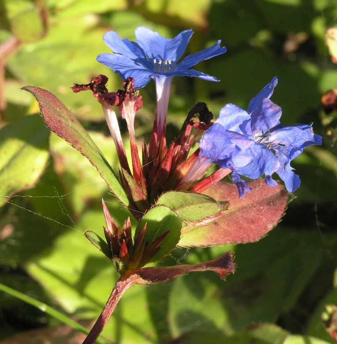 Plumbaginaceae Ceratostigma plumbaginoides