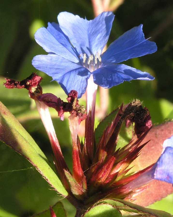 Plumbaginaceae Ceratostigma plumbaginoides