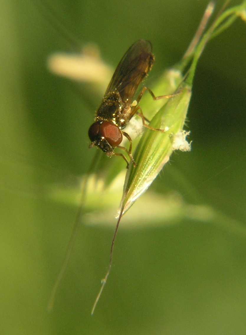 Poaceae Arrhenatherum elatius