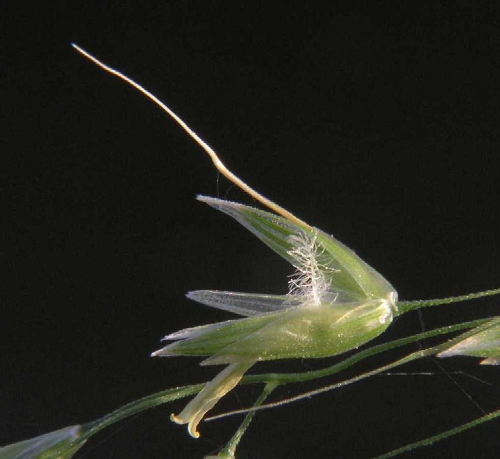 Poaceae Arrhenatherum elatius