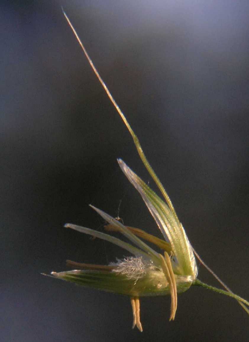 Poaceae Arrhenatherum elatius