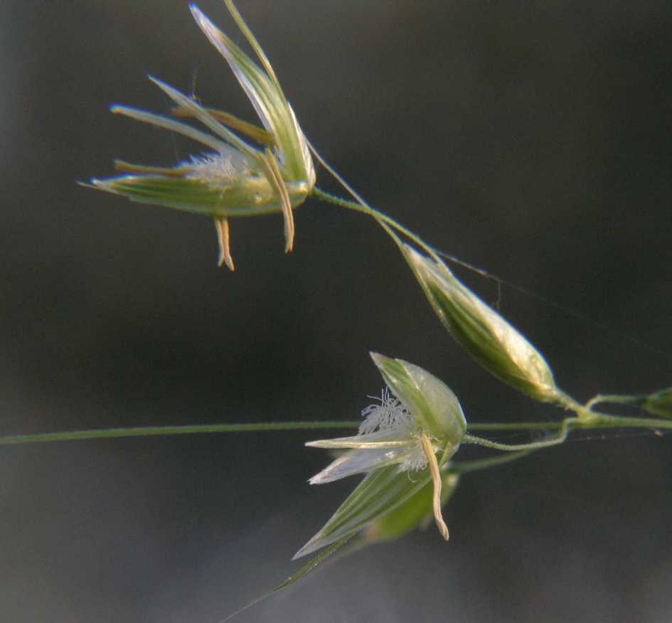 Poaceae Arrhenatherum elatius