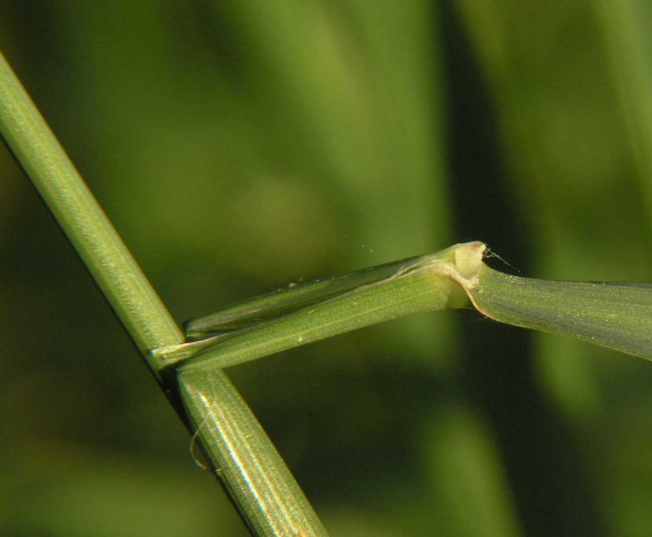 Poaceae Arrhenatherum elatius