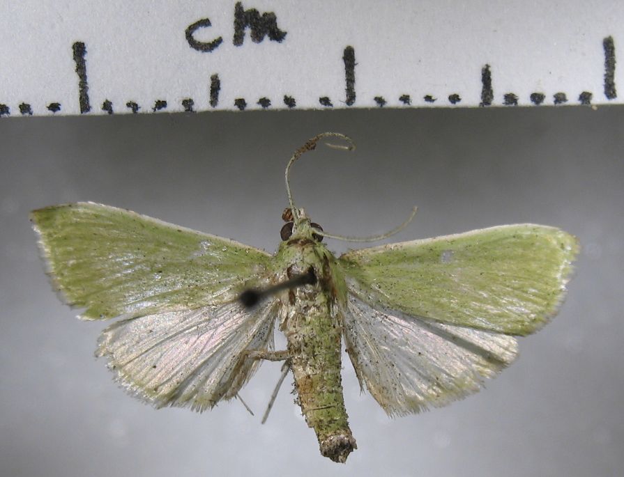 Crambidae Autocharis margaronialis