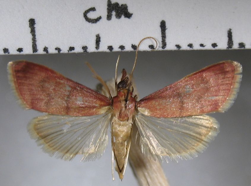 Crambidae  