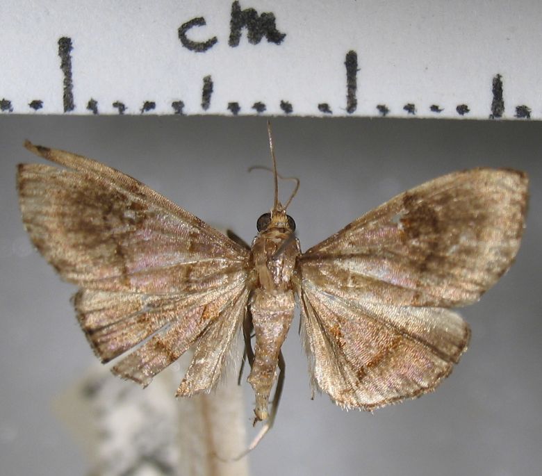 Crambidae Hemiscopis sp.