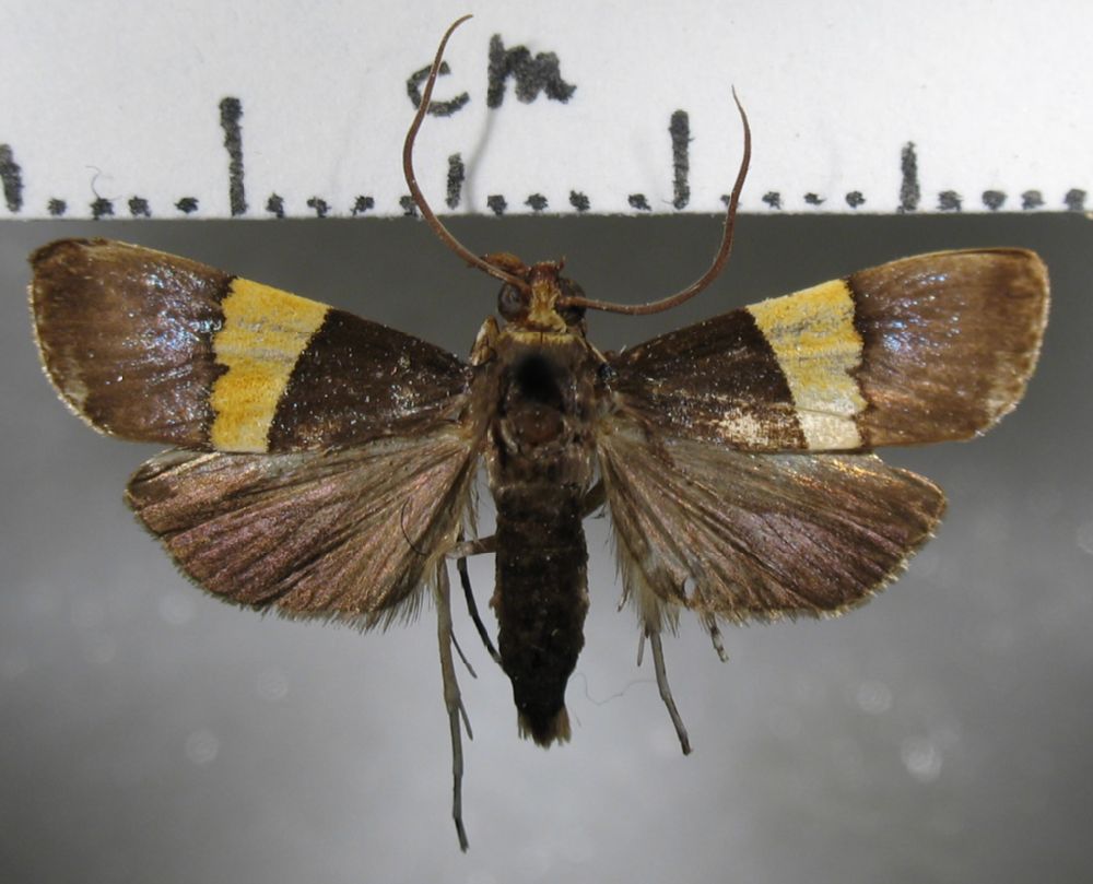 Crambidae Boeotarcha taenialis