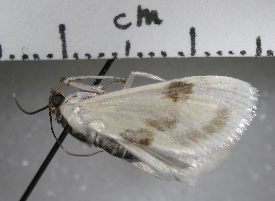 Crambidae Metrea ostreonalis