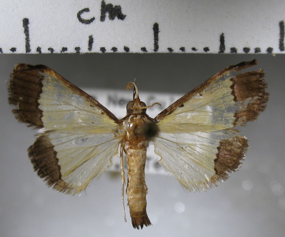 Crambidae Pitama hermesalis