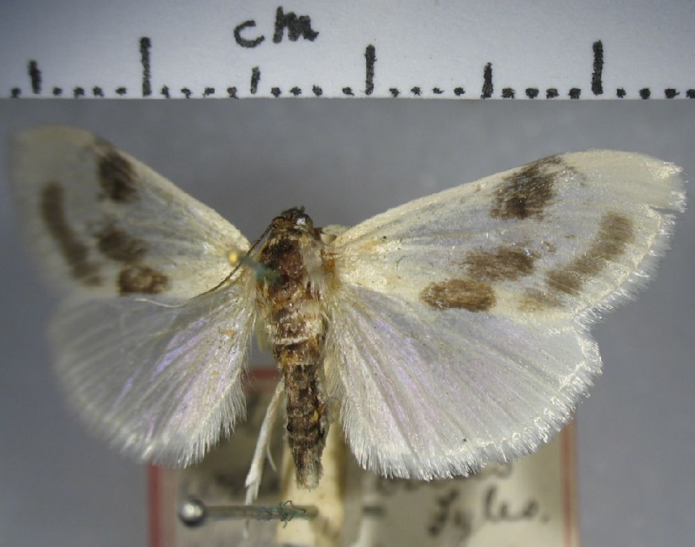 Crambidae Metrea ostreonalis