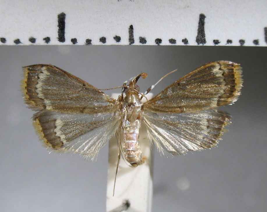 Crambidae Clupeosoma sp.