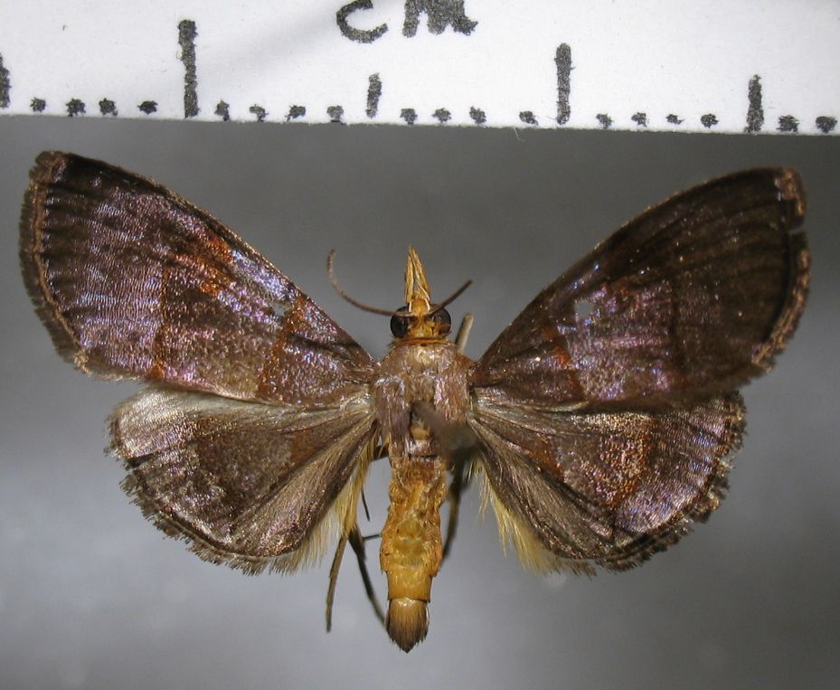 Crambidae Hemiscopis sp.