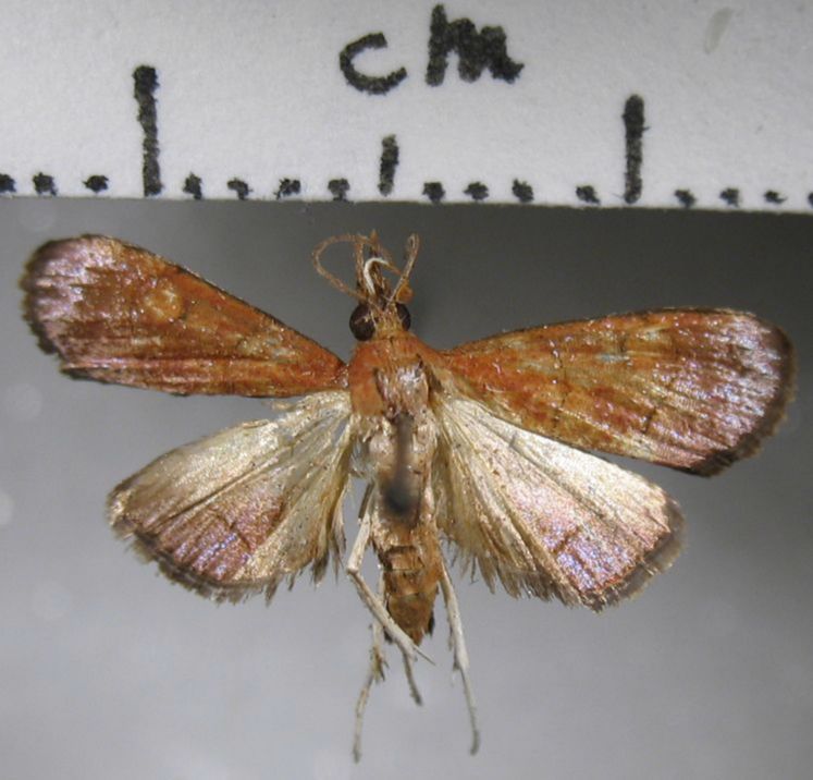 Crambidae Hydrorybina polusalis